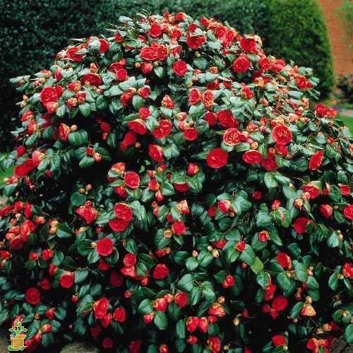 Yuletide Camellia