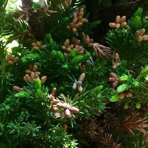 Cryptomeria Black Dragon