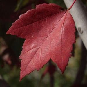 Red Sunset Maple Tree