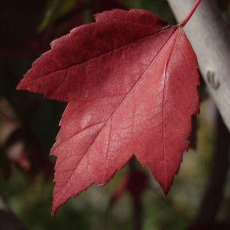 Red Sunset Maple Tree