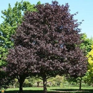 Crimson King Maple