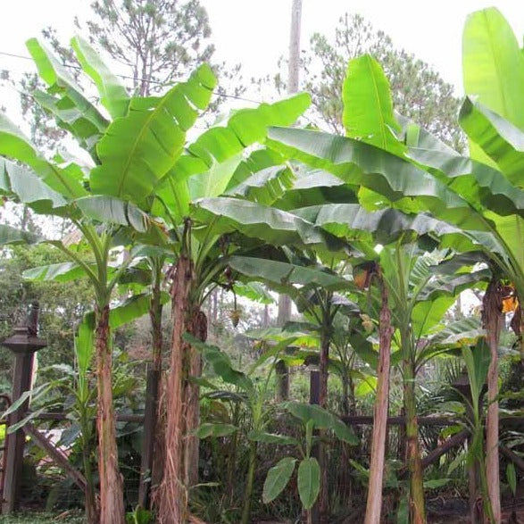 Basjoo Ornamental Banana Tree
