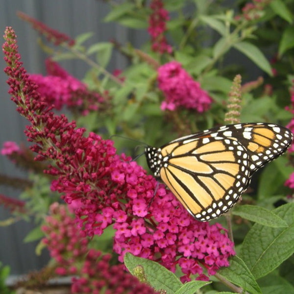 Miss Molly Butterfly Bush