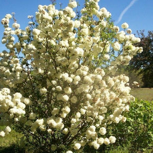 Common Snowball Bush