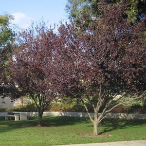 Newport Plum Tree