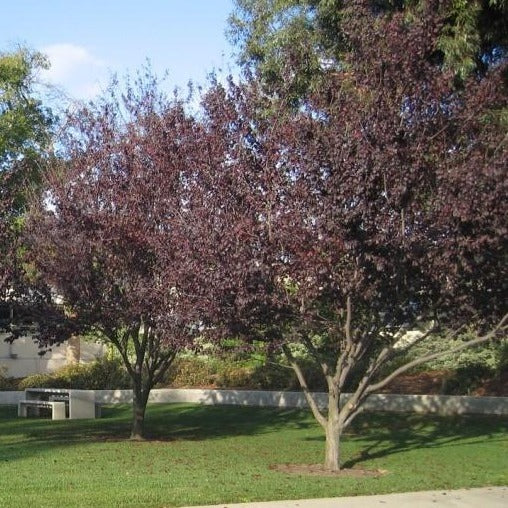 Newport Plum Tree