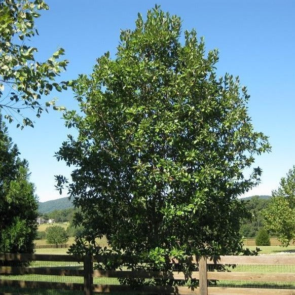 Sweetbay Magnolia