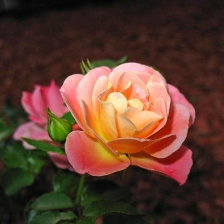 Peach Drift Rose