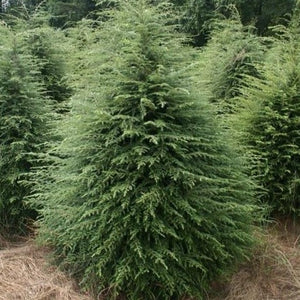 Canadian Hemlock Tree