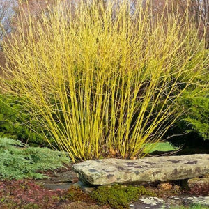 Yellow Twig Dogwood