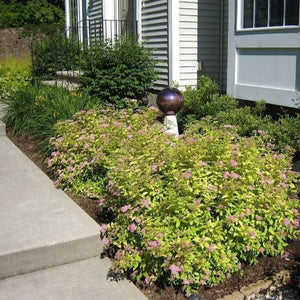 Gold Mound Spirea
