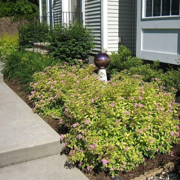 Gold Mound Spirea
