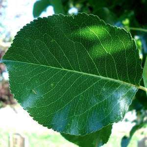 Cleveland Pear Tree