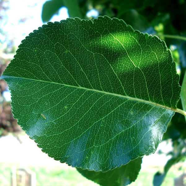 Cleveland Pear Tree