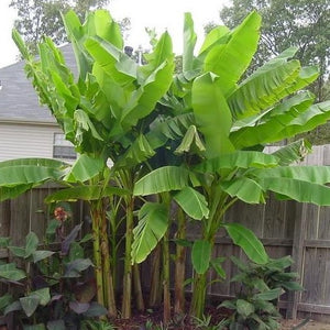Basjoo Banana Tree