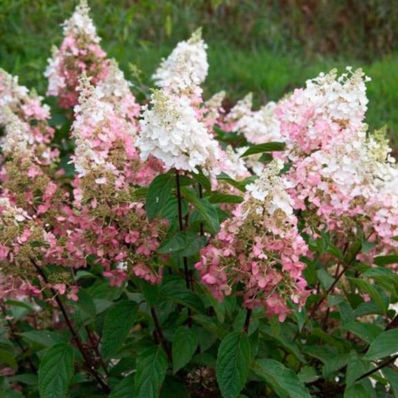 Pinky Winky Hydrangea Tree