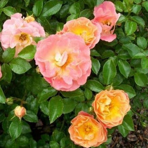 Peach Drift Rose
