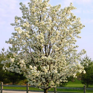Cleveland Pear Tree