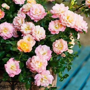Peach Drift Rose