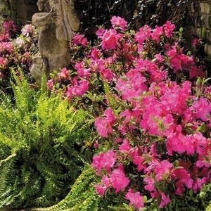 Autumn Empress Encore Azalea