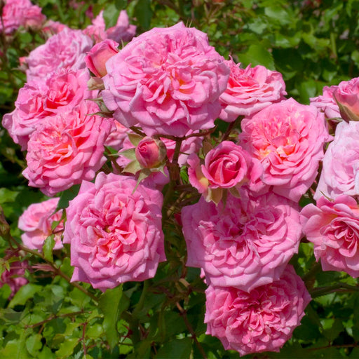 Sweet Drift Rose