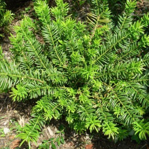 Duke Gardens Plum Yew