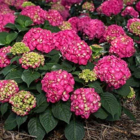 Endless Summer Crush Hydrangea