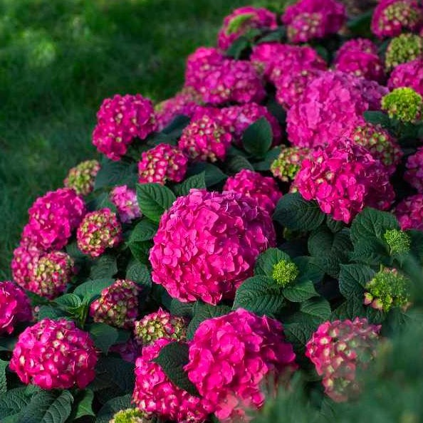 Endless Summer Crush Hydrangea