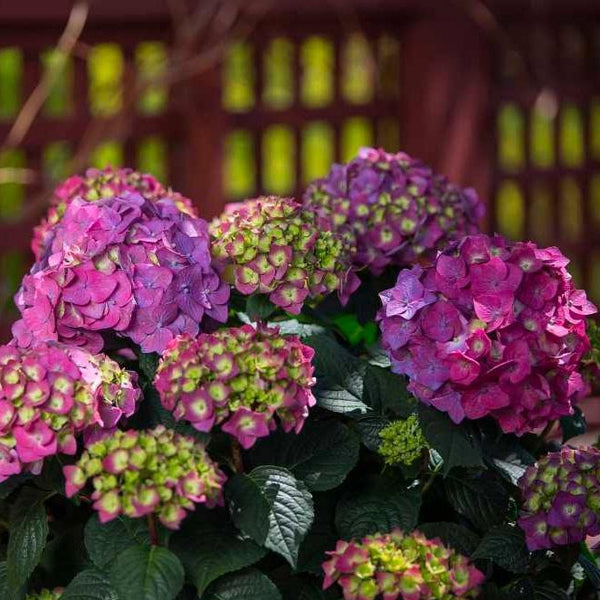 Endless Summer Crush Hydrangea