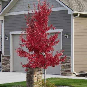 Red Maple Tree
