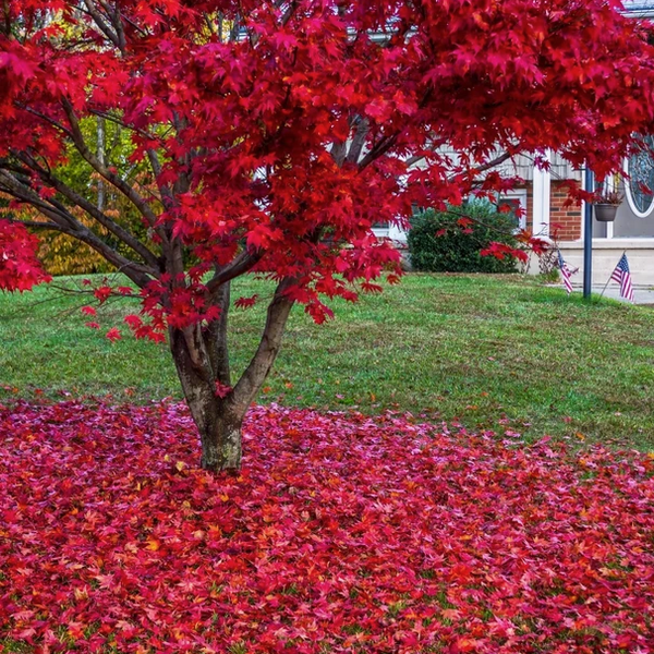 Red Maple Tree