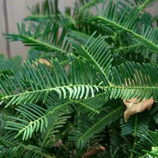 Japanese Plum Yew