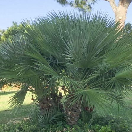 European Fan Palm