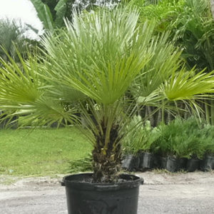 European Fan Palm