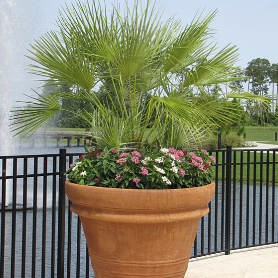 European Fan Palm