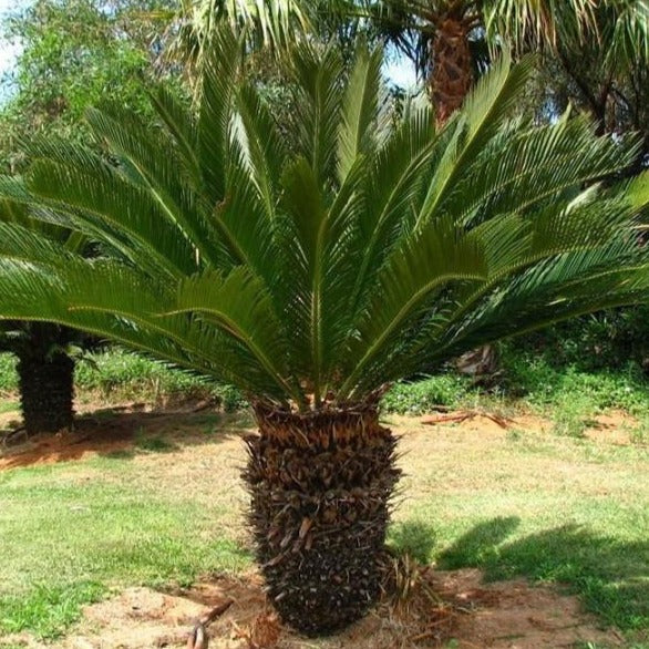 Sago Palm Tree