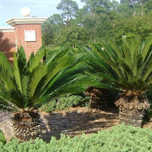 Sago Palm Tree
