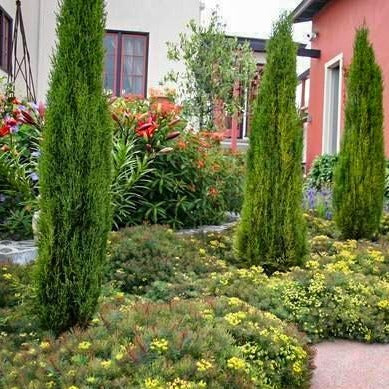 Italian Cypress Tree