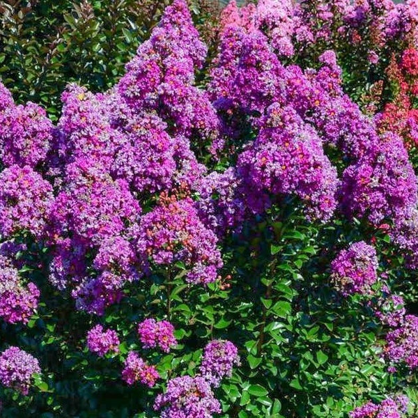 Purple Magic Crape Myrtle