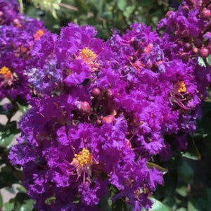 Purple Magic Crape Myrtle
