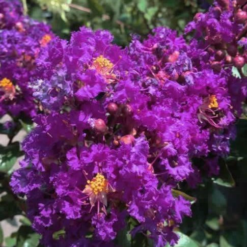 Purple Magic Crape Myrtle