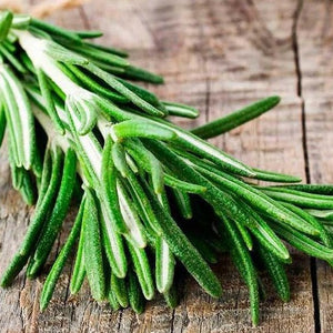 Rosemary Plant