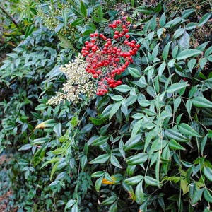 Heavenly Bamboo Nandina