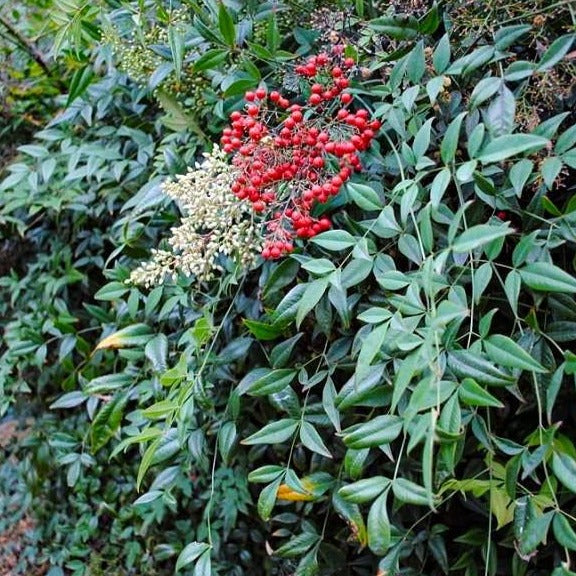 Heavenly Bamboo Nandina
