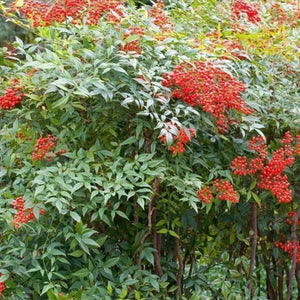 Heavenly Bamboo Nandina