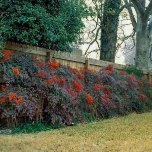 Heavenly Bamboo Nandina