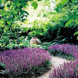 Big Blue Liriope with purple flowers