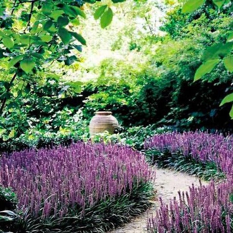 Big Blue Liriope with purple flowers