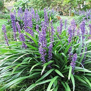 Big Blue Liriope
