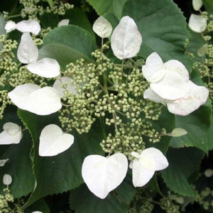 White Climbing Hydrangea Vine